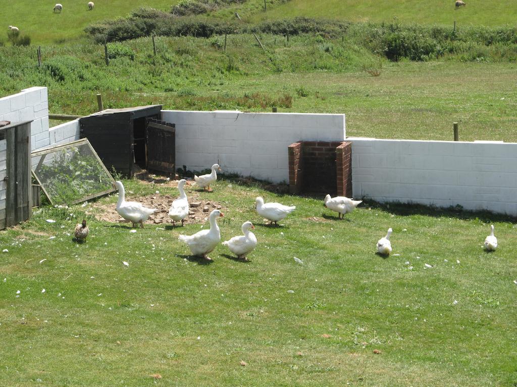 Upton Cross B&B Bude Buitenkant foto
